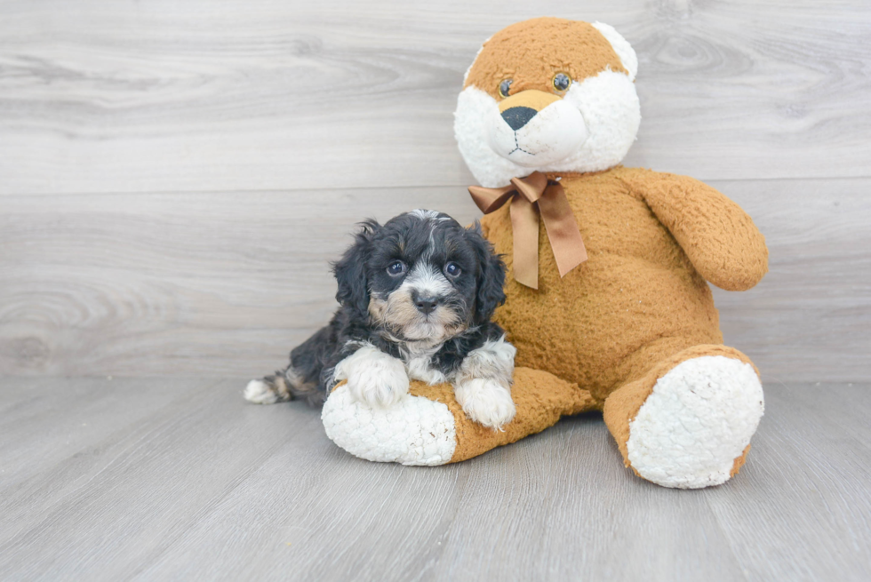 Energetic Aussiepoo Poodle Mix Puppy