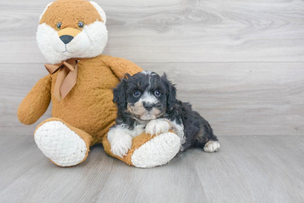 Cute Mini Aussiedoodle Baby