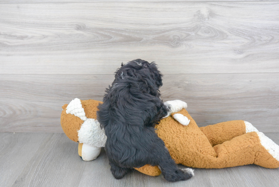 Mini Aussiedoodle Pup Being Cute