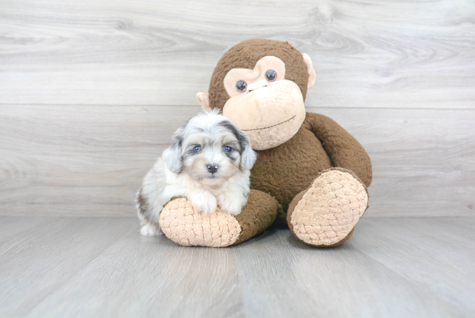 Mini Aussiedoodle Pup Being Cute