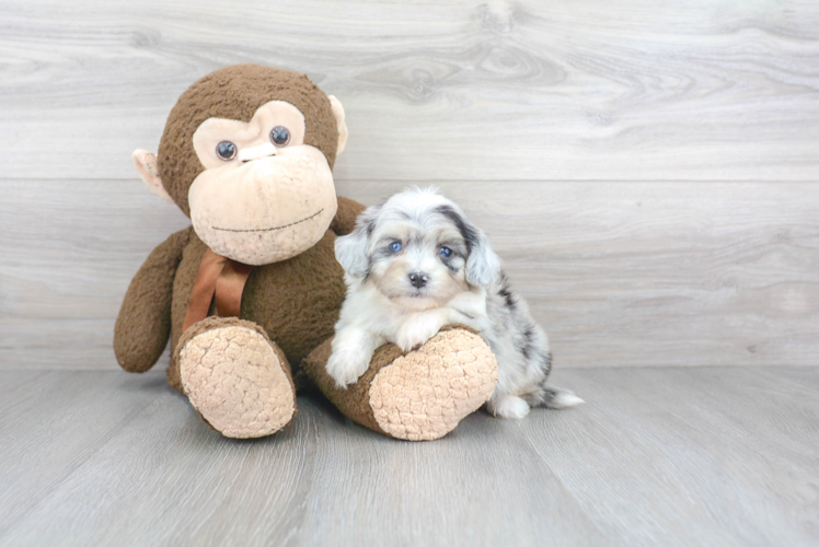 Best Mini Aussiedoodle Baby