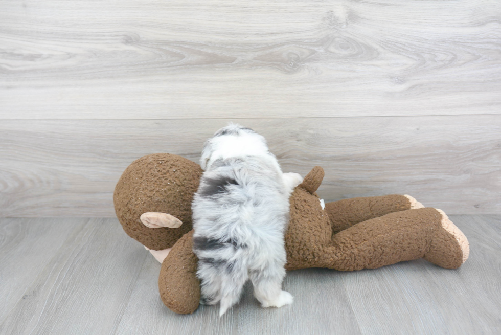 Best Mini Aussiedoodle Baby