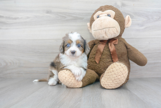 Hypoallergenic Aussiepoo Poodle Mix Puppy