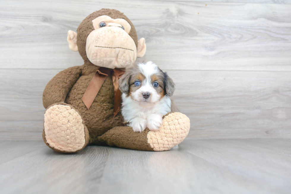 Smart Mini Aussiedoodle Poodle Mix Pup