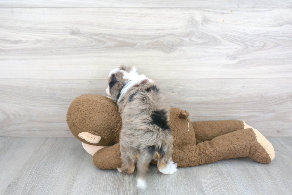 Happy Mini Aussiedoodle Baby