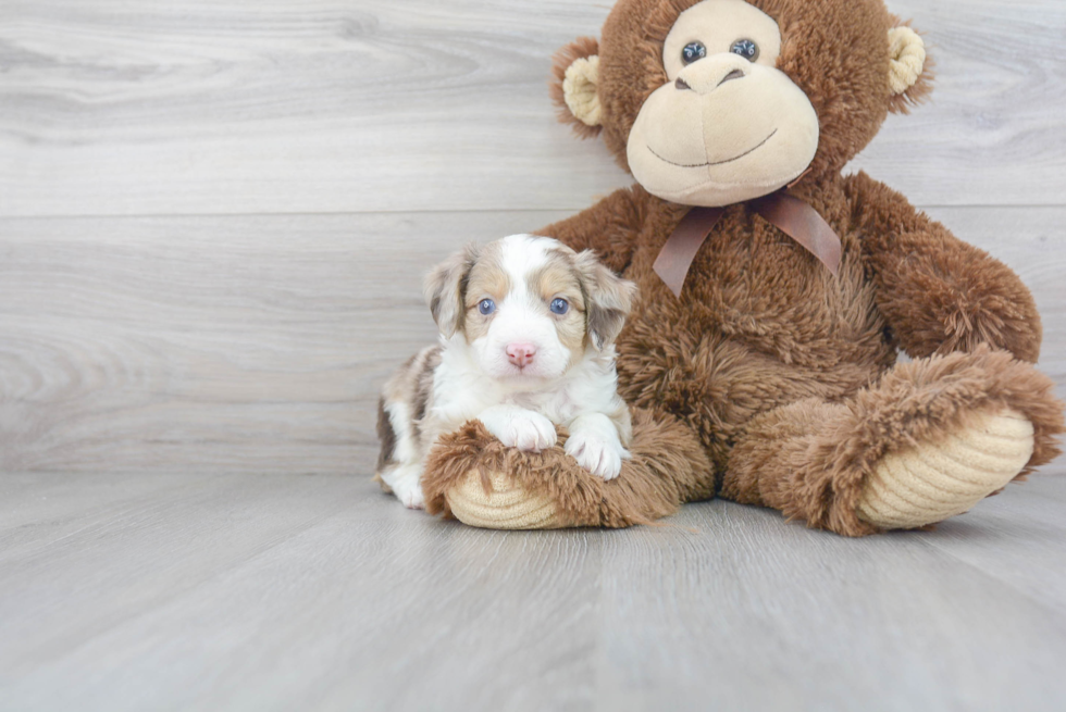 Smart Mini Aussiedoodle Poodle Mix Pup