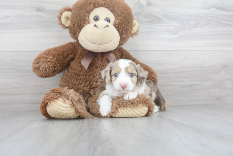 Mini Aussiedoodle Puppy for Adoption
