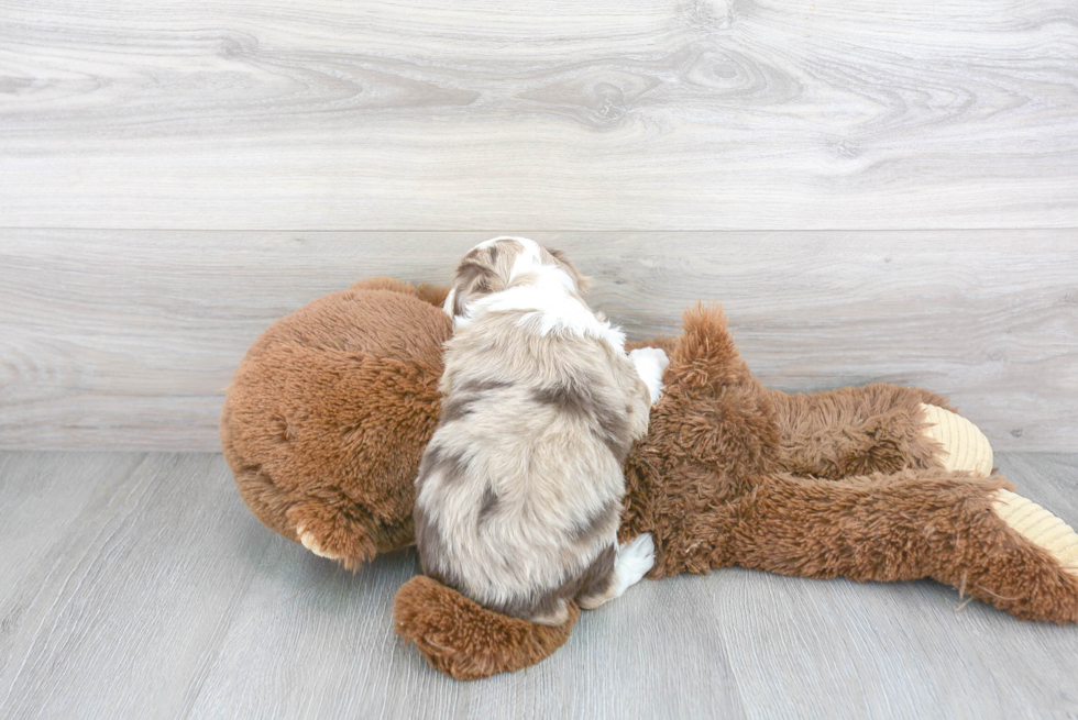 Playful Aussiepoo Poodle Mix Puppy