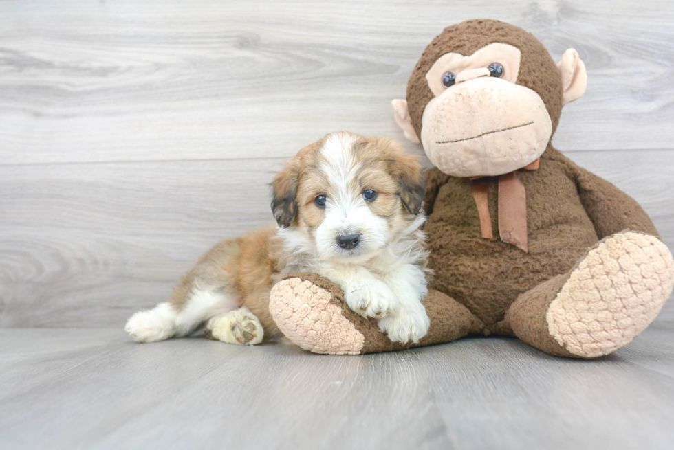 Mini Aussiedoodle Pup Being Cute