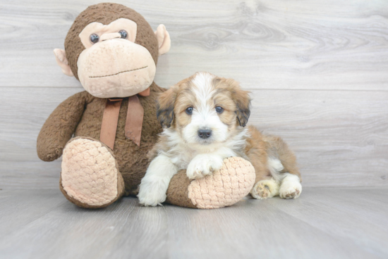 Mini Aussiedoodle Puppy for Adoption