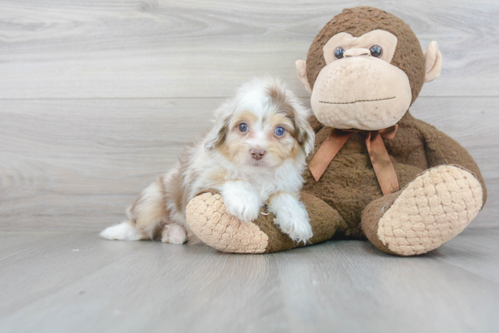 Mini Aussiedoodle Puppy for Adoption