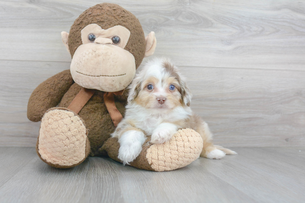 Happy Mini Aussiedoodle Baby