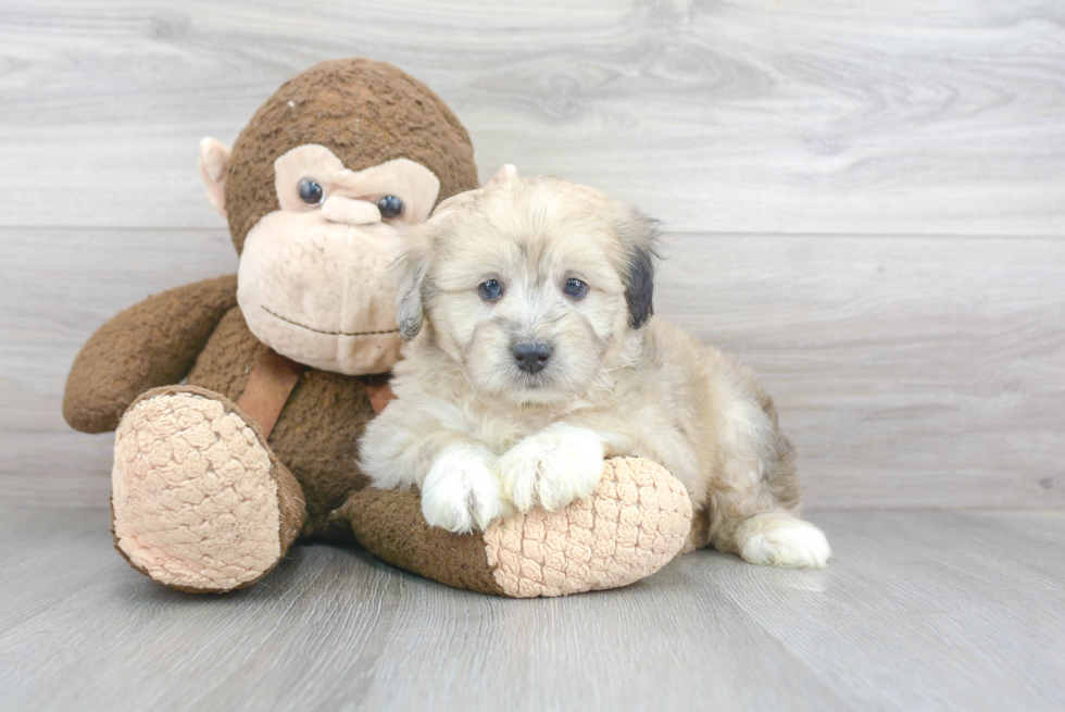 Best Mini Aussiedoodle Baby