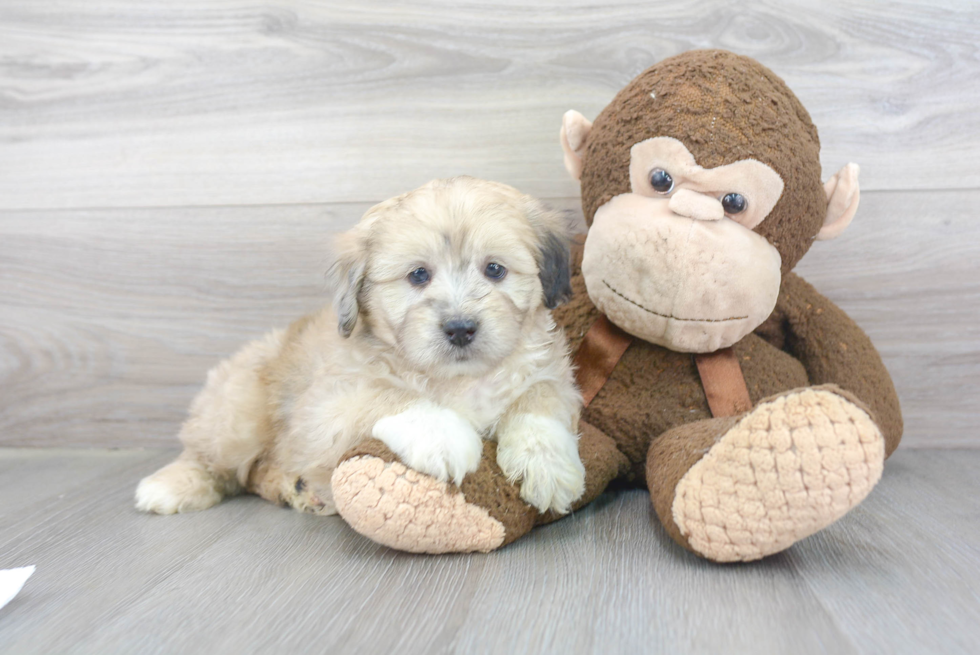 Mini Aussiedoodle Pup Being Cute