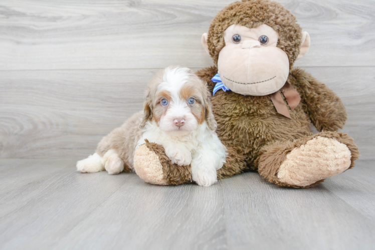 Best Mini Aussiedoodle Baby