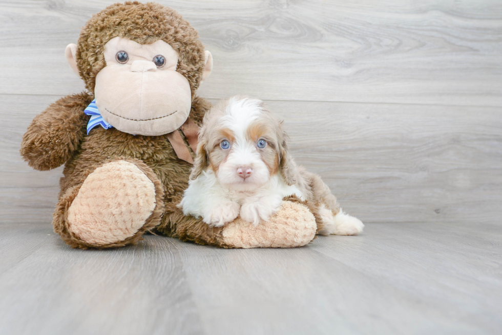 Mini Aussiedoodle Pup Being Cute