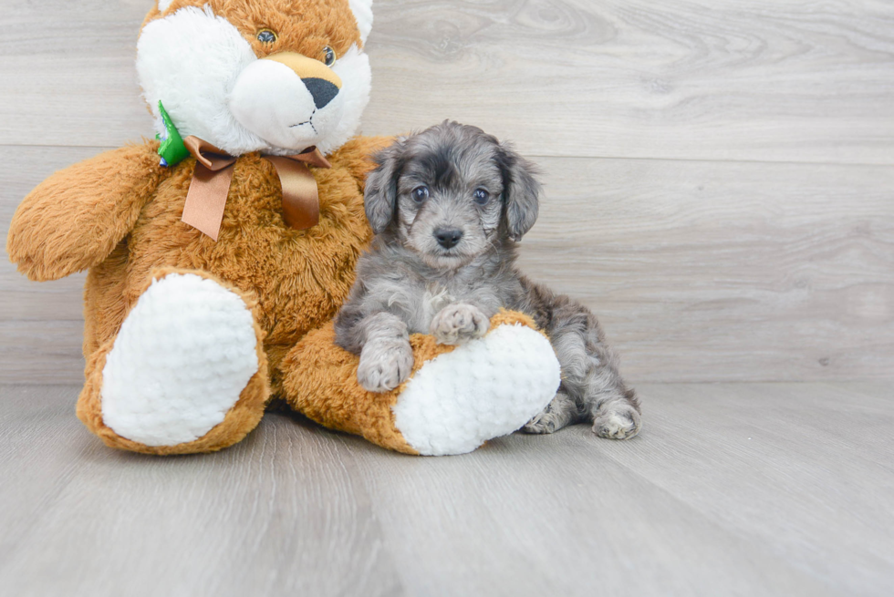 Small Mini Aussiedoodle Baby