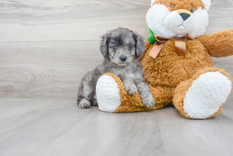 Best Mini Aussiedoodle Baby