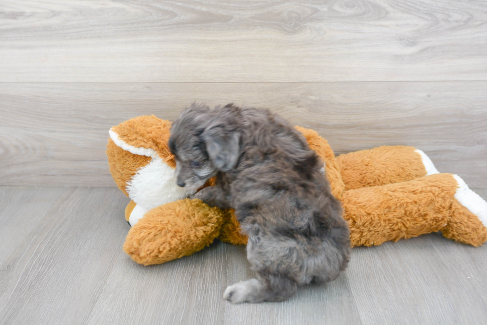 Mini Aussiedoodle Puppy for Adoption
