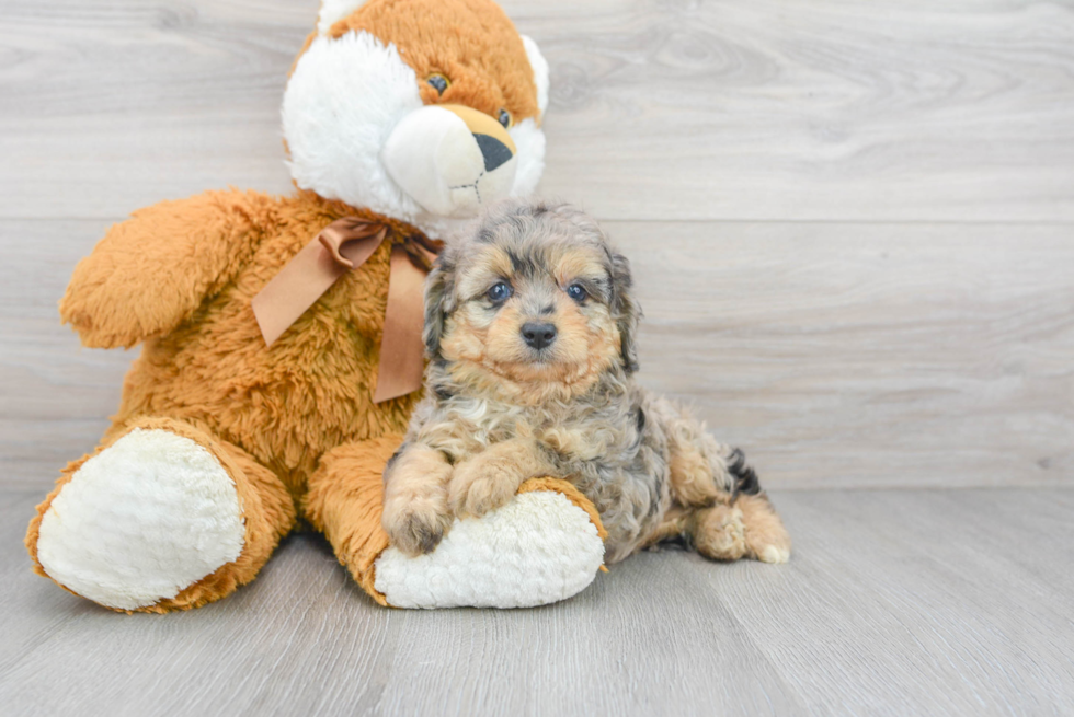 Mini Aussiedoodle Pup Being Cute