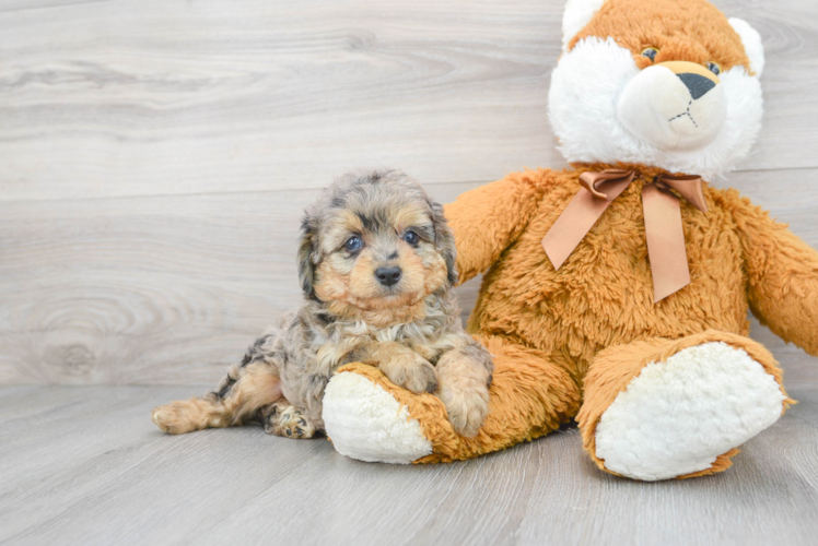 Friendly Mini Aussiedoodle Baby