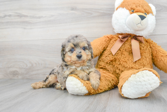 Friendly Mini Aussiedoodle Baby