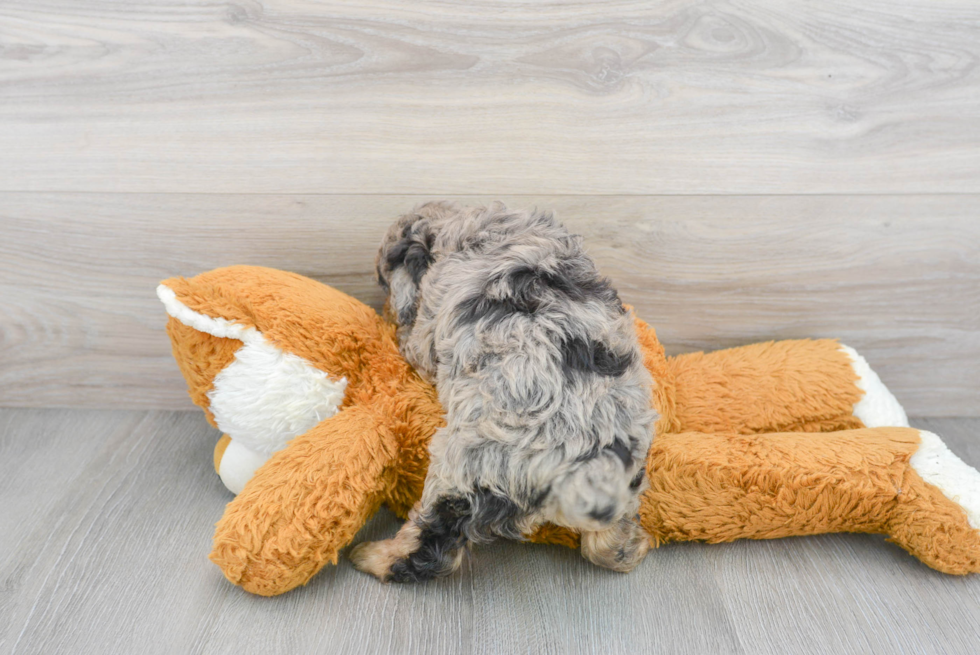 Playful Aussiepoo Poodle Mix Puppy