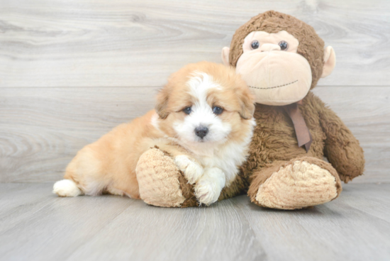 Happy Mini Aussiedoodle Baby