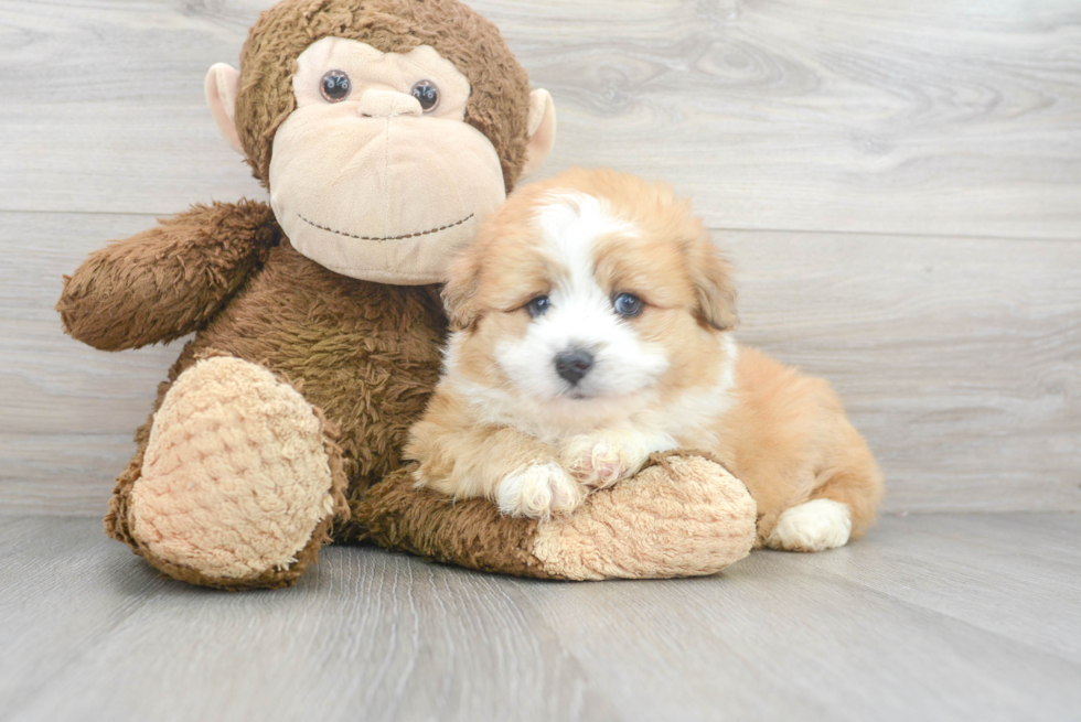 Happy Mini Aussiedoodle Baby