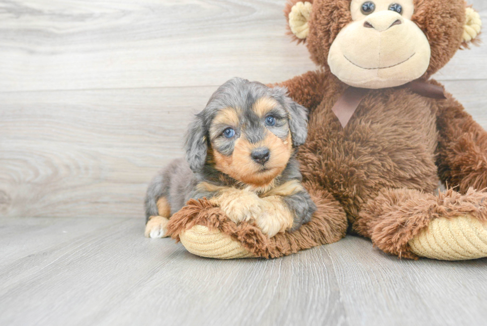 Mini Aussiedoodle Pup Being Cute