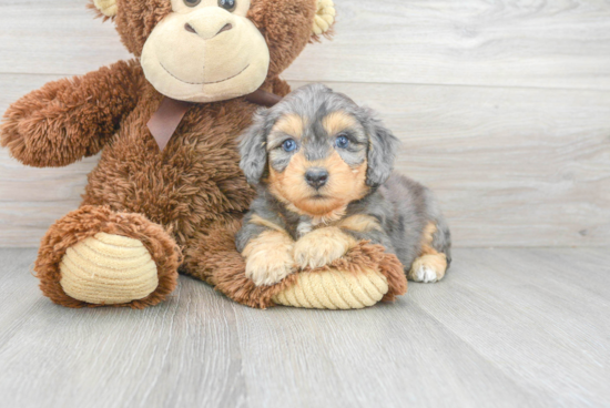 Cute Mini Aussiedoodle Baby