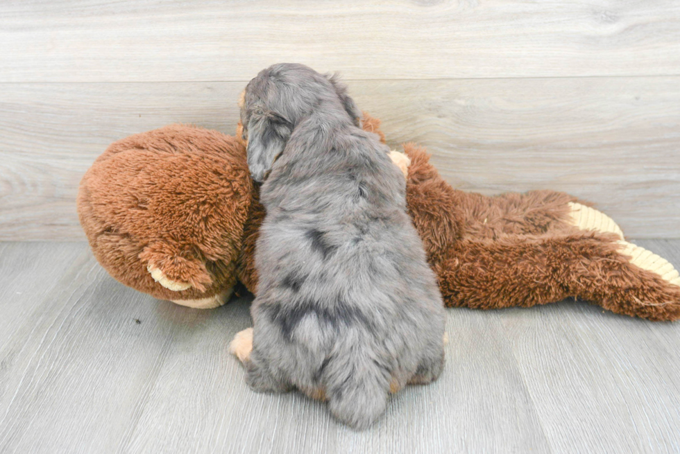 Mini Aussiedoodle Puppy for Adoption