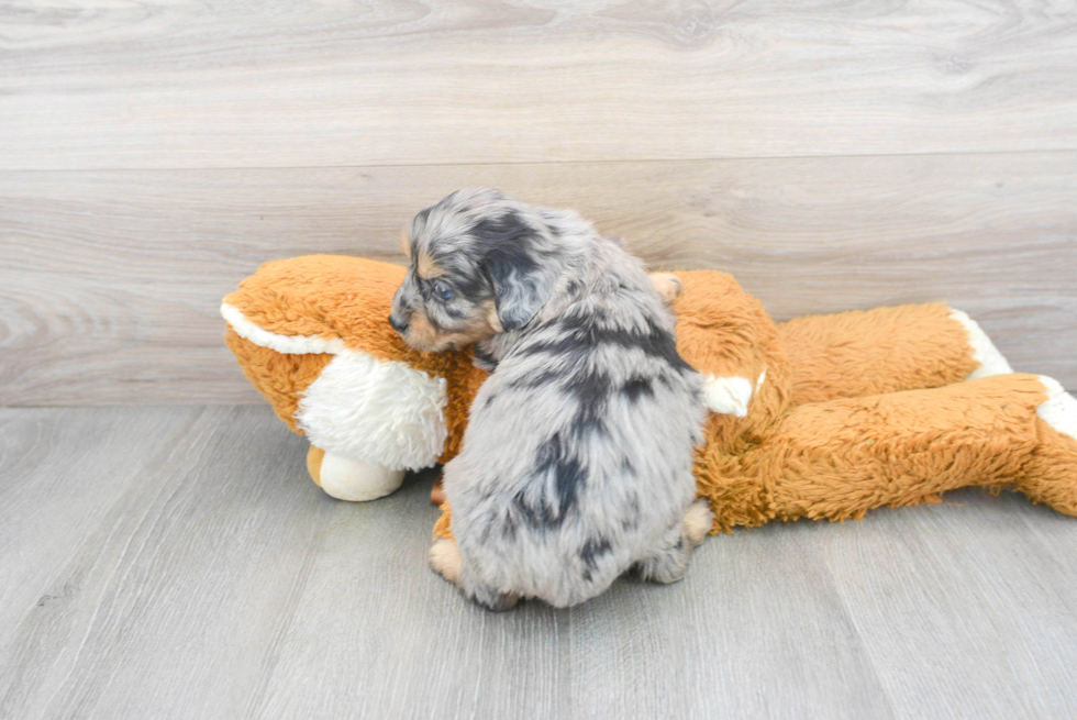 Mini Aussiedoodle Pup Being Cute