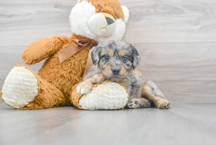 Smart Mini Aussiedoodle Poodle Mix Pup