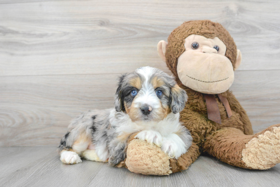 Mini Aussiedoodle Puppy for Adoption