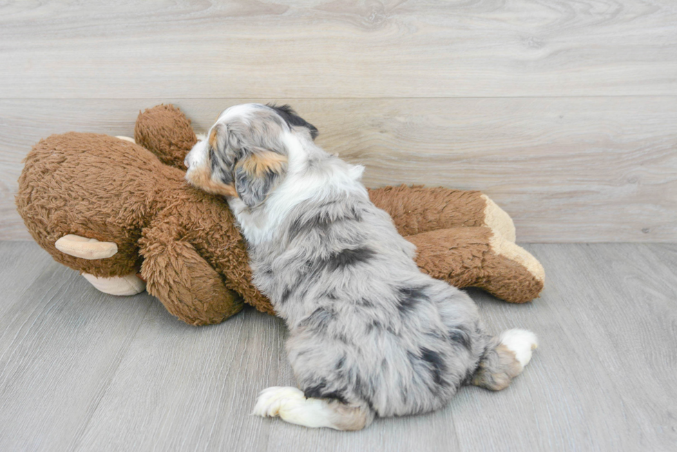 Hypoallergenic Aussiepoo Poodle Mix Puppy