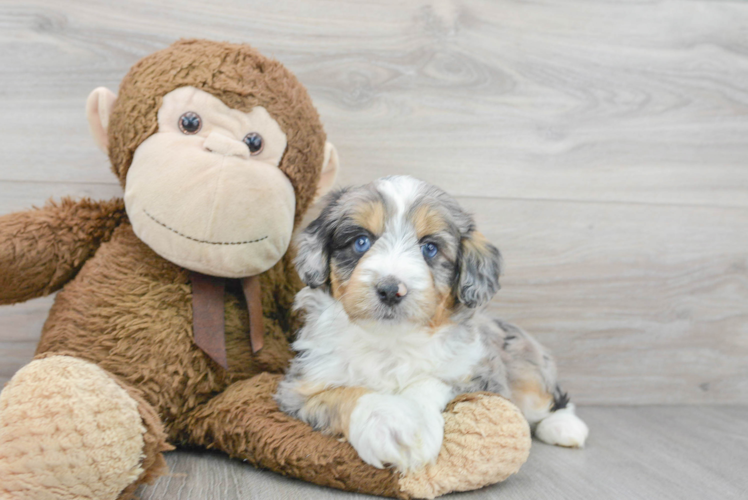 Petite Mini Aussiedoodle Poodle Mix Pup