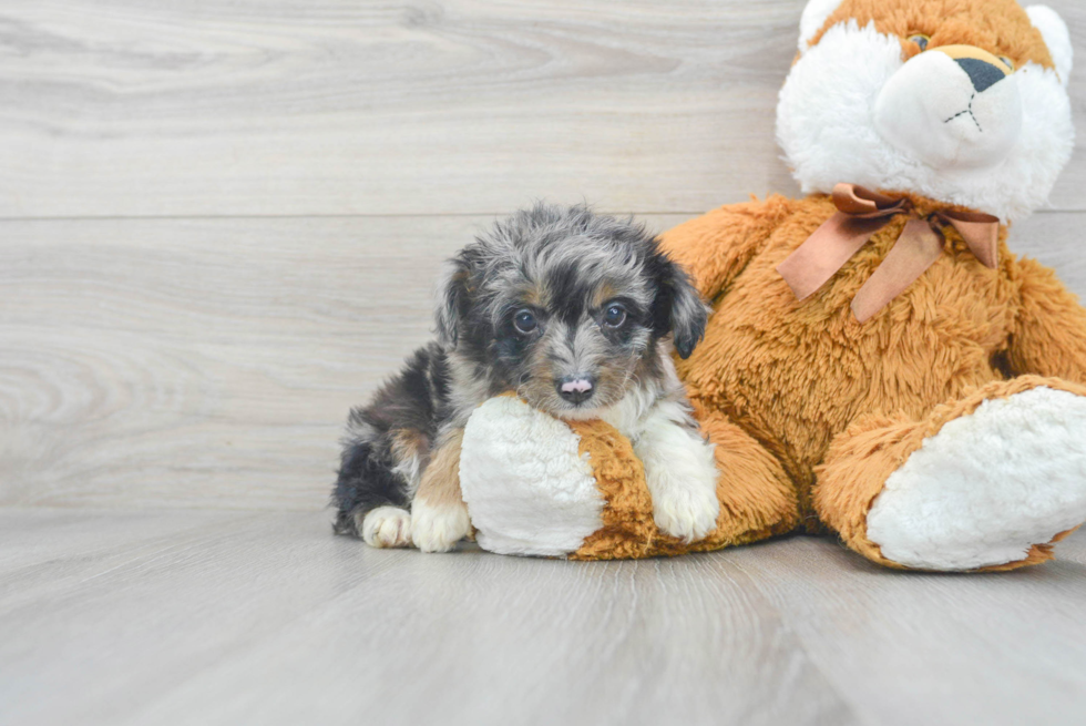 Sweet Mini Aussiedoodle Baby