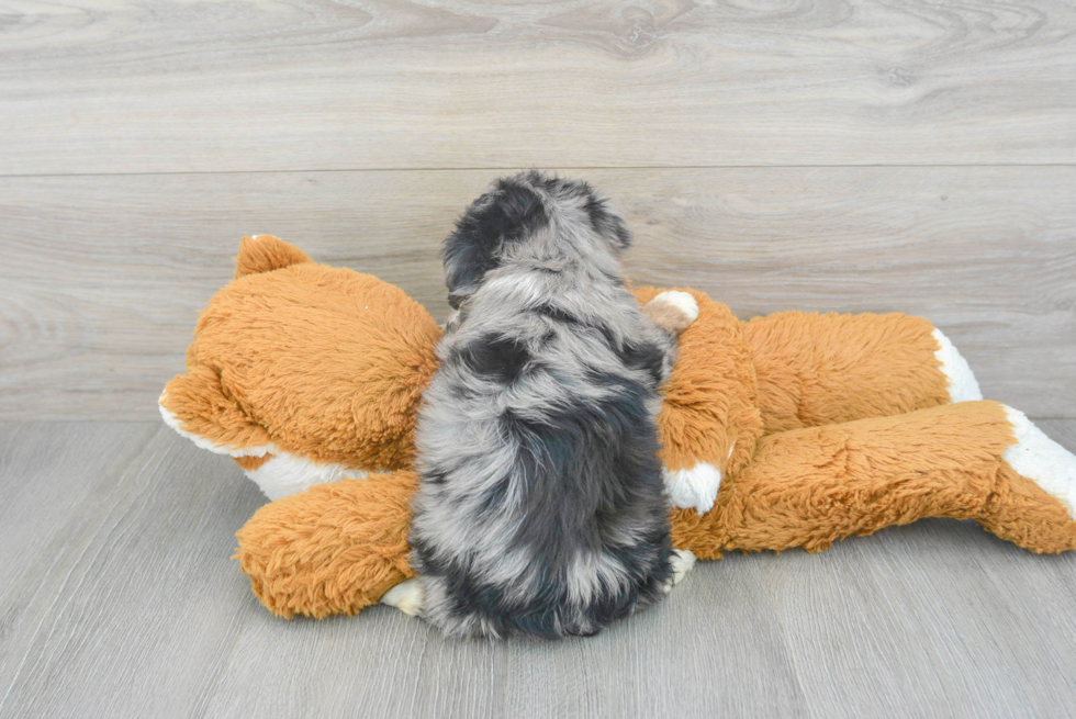 Small Mini Aussiedoodle Baby