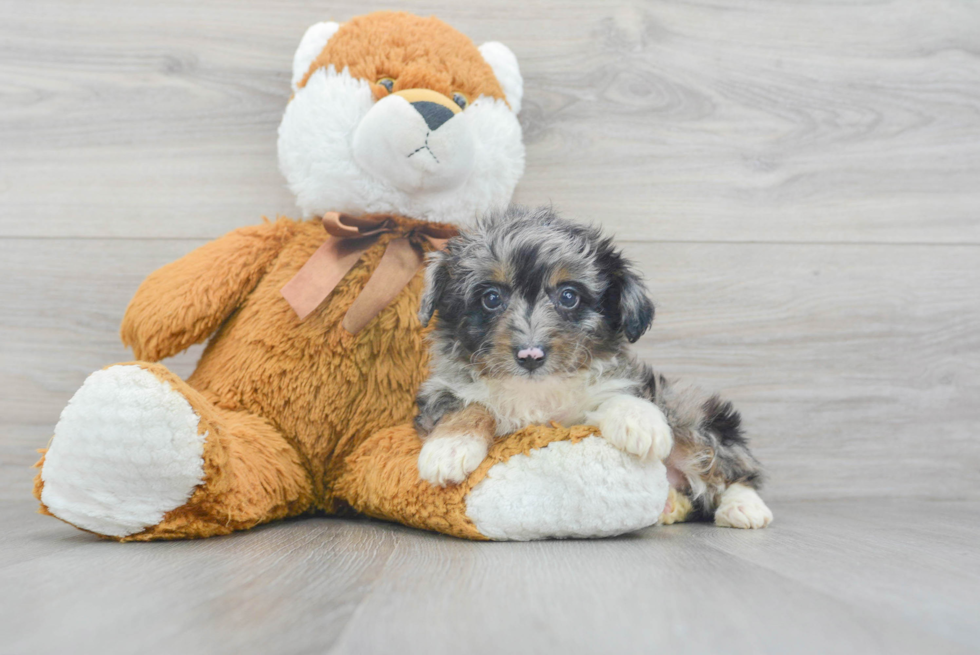 Best Mini Aussiedoodle Baby