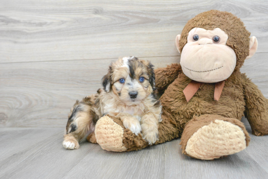 Mini Aussiedoodle Puppy for Adoption