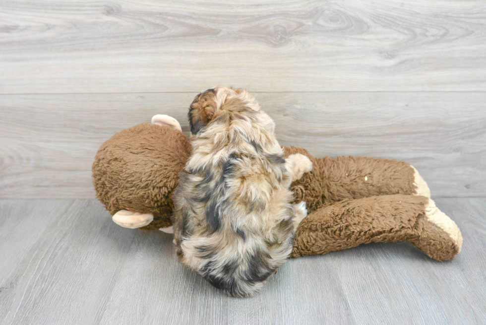 Best Mini Aussiedoodle Baby