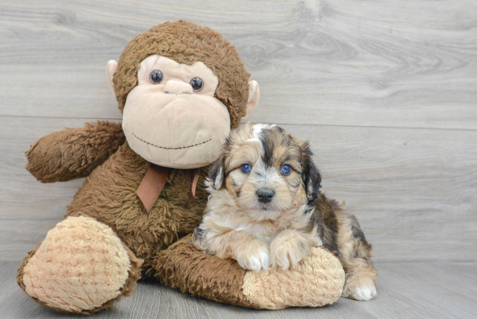 Mini Aussiedoodle Pup Being Cute