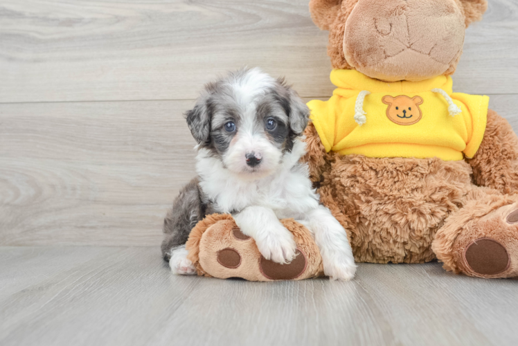 Little Aussiepoo Poodle Mix Puppy