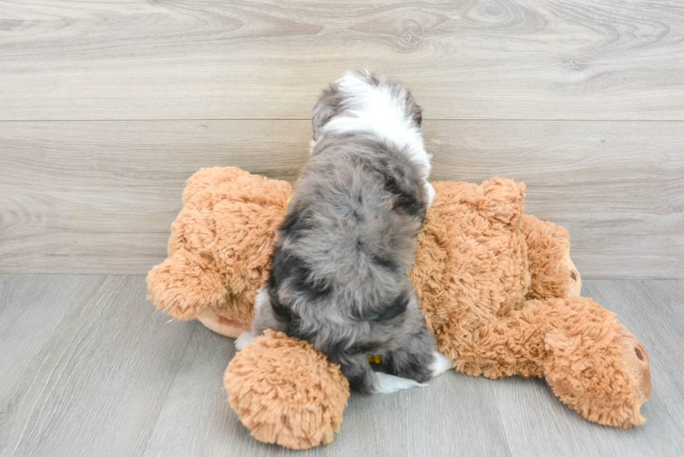 Mini Aussiedoodle Puppy for Adoption
