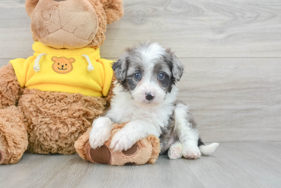 Best Mini Aussiedoodle Baby
