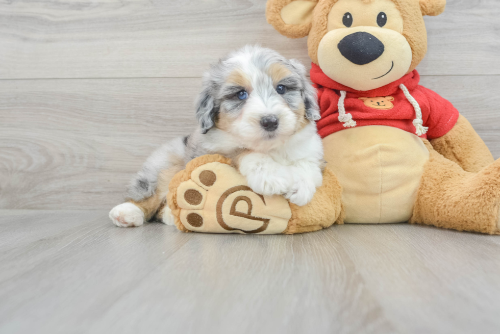 Mini Aussiedoodle Pup Being Cute