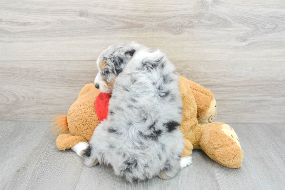 Playful Aussiepoo Poodle Mix Puppy