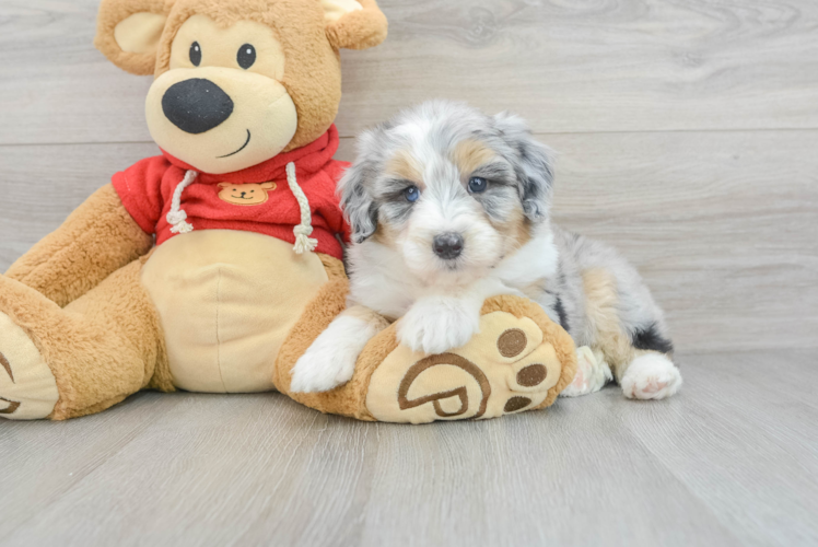 Mini Aussiedoodle Pup Being Cute