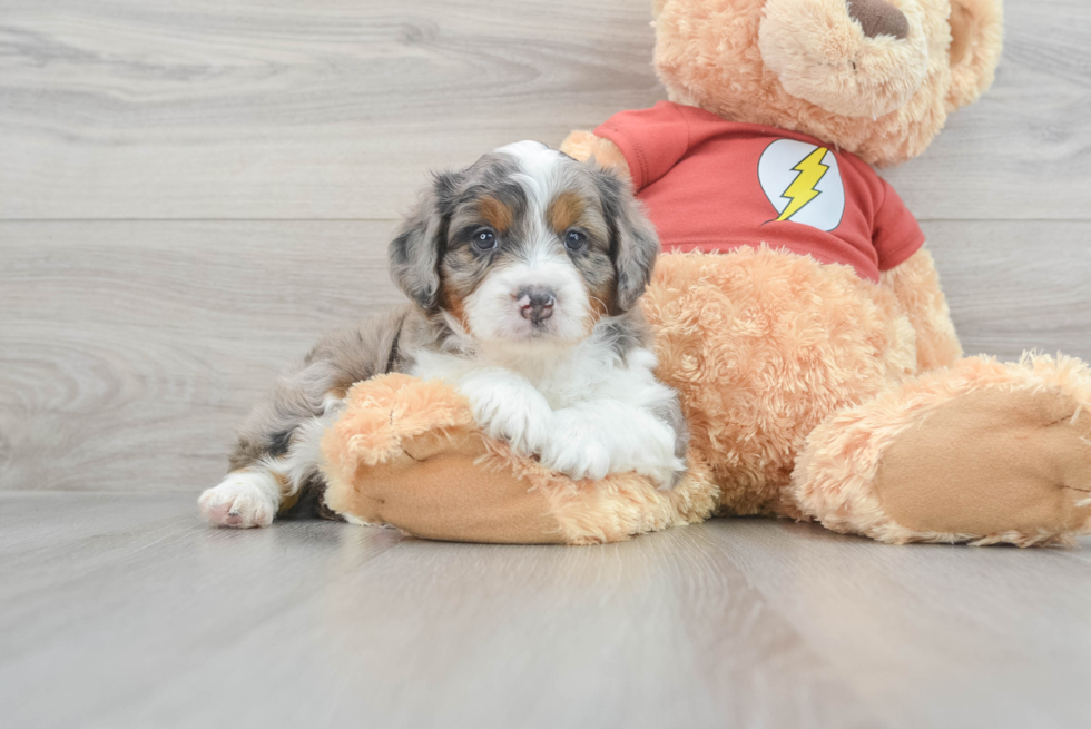 Mini Aussiedoodle Puppy for Adoption